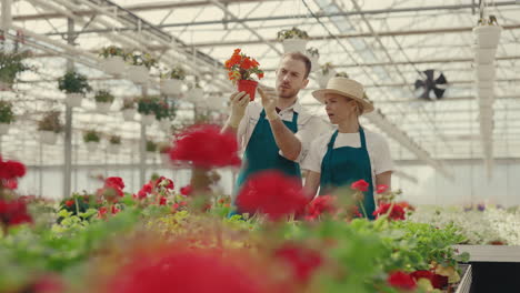 gardeners examining potted flowers in a greenhouse