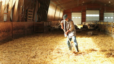 senior man in hat cleaning hay with rakes to feed sheep cattle in a barn