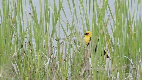 Vibrant-male-Yellow-headed-Blackbird-half-hidden-in-green-marsh-grass