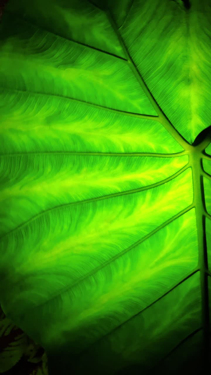 Close up of green tropical leaf with backlit veins texture. Macro shot of a large green leaf with translucent veins illuminated by bright light background