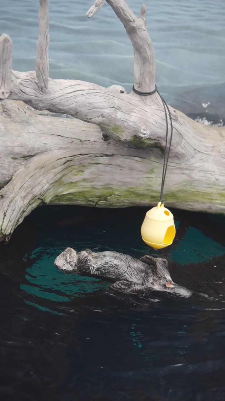 A sea otter floats on its back in an exhibit, near driftwood and a yellow hanging object