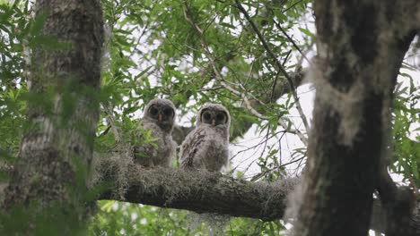 two barred owl babies sit on branch in woods