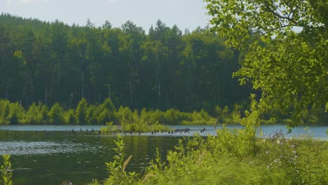 serene forest lake scene