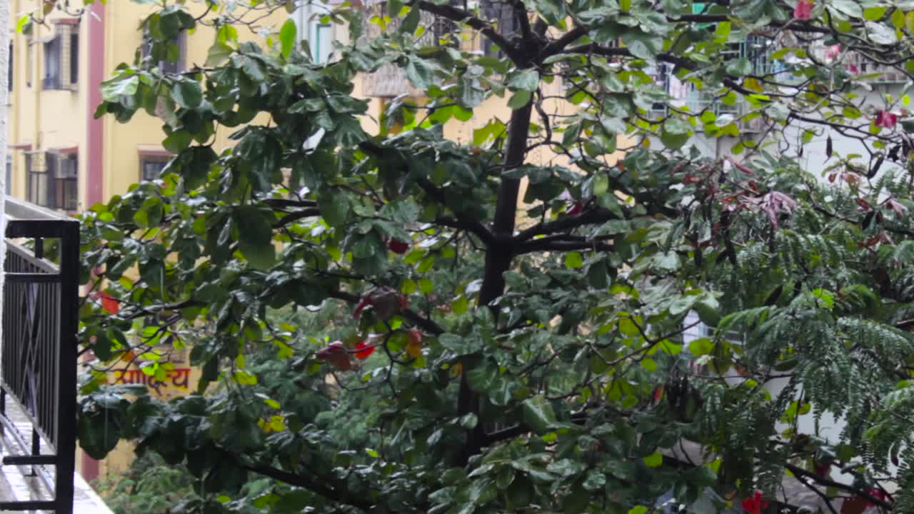 Leaves slowly blew by wind