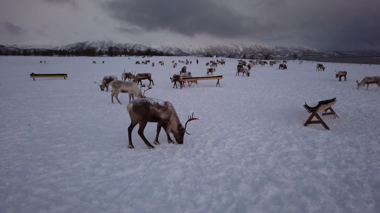 En flok rensdyr, der søger efter mad i sneen, Tromsø-regionen, Nordnorge.