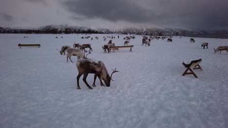 Herd-of-reindeers-looking-for-food-in-snow,-Tromso-region,-Northern-Norway