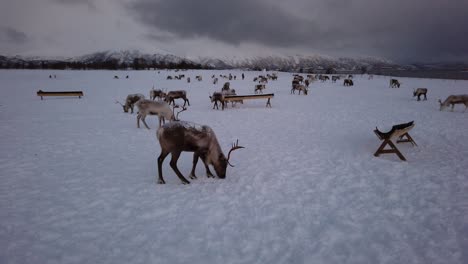 herd of reindeers looking for food in snow, tromso region, northern norway