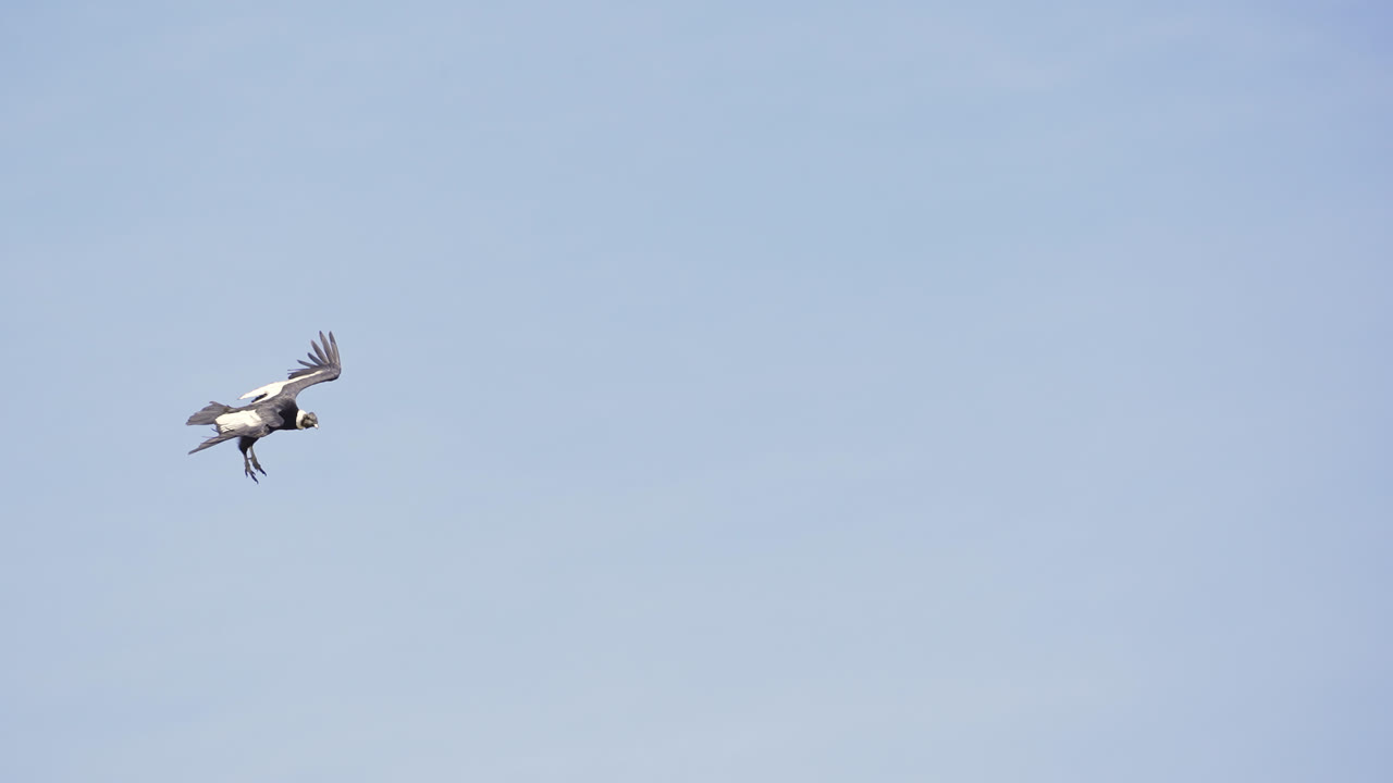 Andean Condor in flight over the Andes mountains of Argentina