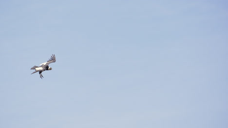 cóndor andino en vuelo sobre las montañas de los andes de argentina