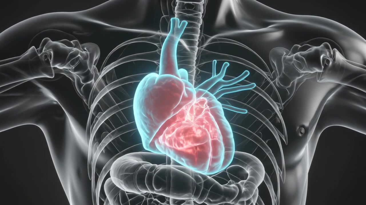 Cuore 3D animato che pulsa e ruota davanti a un torso digitale che mostra i vasi coronarici e l'anatomia.
