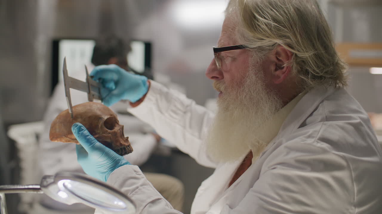 Elderly Archaeologist Measuring Ancient Skull With Caliper in Laboratory