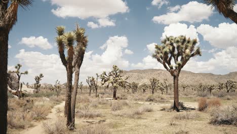 the breathtaking beauty of joshua tree national park with its magnificent and unique joshua trees