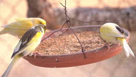 Pájaro-Canario-Dentro-De-La-Jaula-Alimentándose-Y-Posándose-Sobre-Palos-Y-Alambres-De-Madera