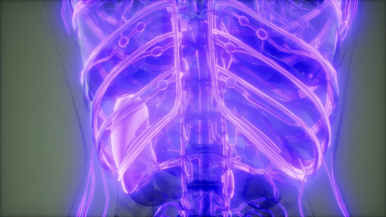 vasi sanguigni del corpo umano