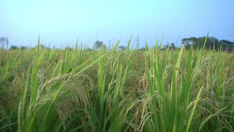 paddy is the staple food and cash crop of most of the countries of the world
