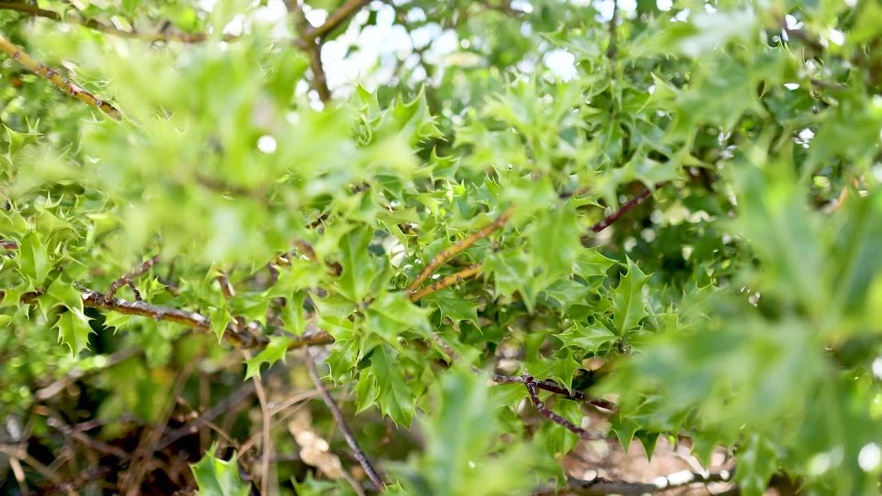 primer plano de las hojas de las plantas en el museo de edimburgo