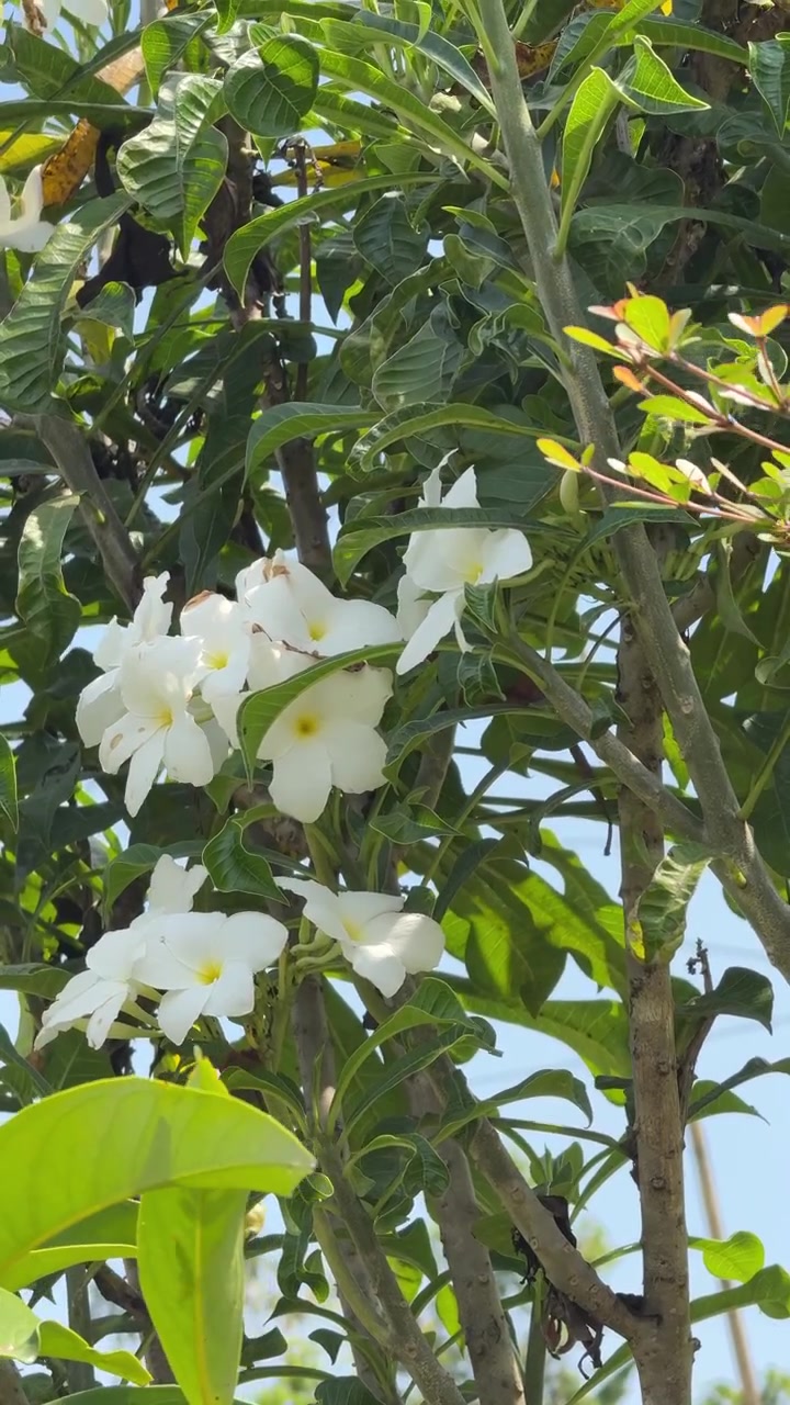 Fiori di plumeria bianchi che sbocciano su un ramo d'albero
