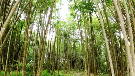 un delgado bosque de bambú en la jungla