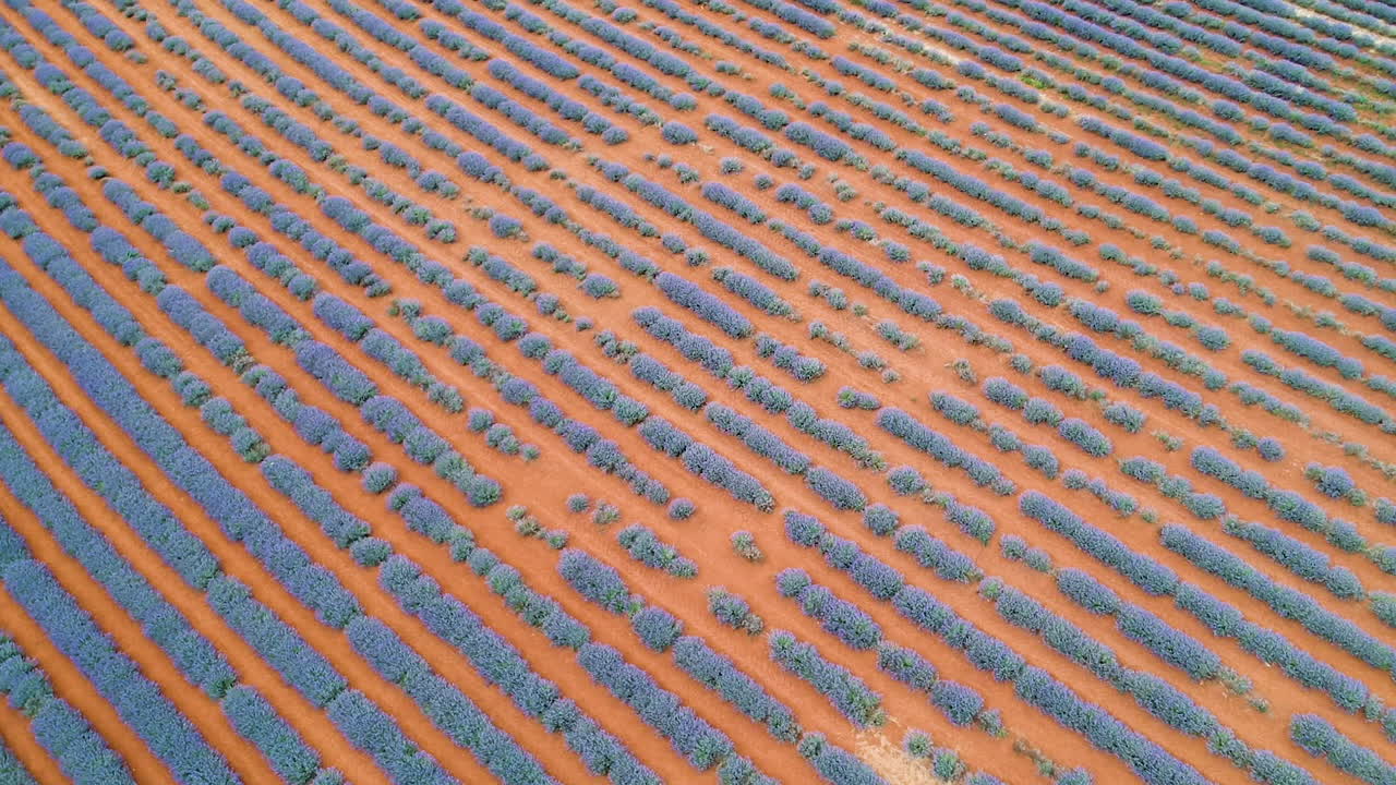 보라색 라벤더가 줄지어 피어 있는 라벤더 농장의 공중 드론