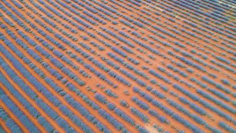 Aerial-drone-of-Lavender-farm-in-full-bloom-with-rows-of-purple-lavender