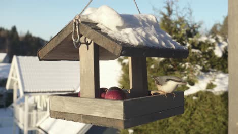 Ein-Kleiber-Und-Eine-Blaumeise-Fressen-Äpfel-An-Einem-Hängenden-Futterhäuschen-Aus-Holz