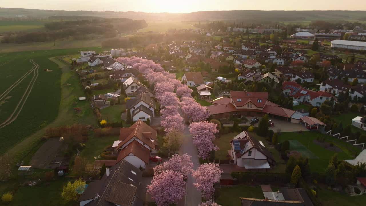 Romantic atmosphere of the setting sun over the blooming sakura trees. Pink flowers of the trees decorating the city and houses. Aerial drone view.