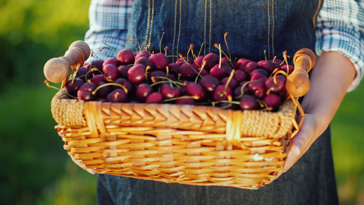 여름의 선물 - 농부의 손에 체리가 든 바구니