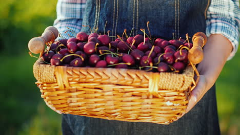 gifts of summer - a basket with cherries in the hands of a farmer