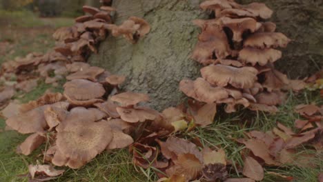 Schöner-Dolly-Aus-Der-Kappe-Honigpilz-Am-Fuß-Des-Baumes-Im-Wald-Und-Enthüllt-Einen-Ganzen-Baum,-Der-Mit-Pilzen-Bedeckt-Ist