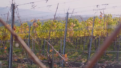 walking sideways through huge colourful vineyard and grapevines during autumn in stuttgart, germany in 4k