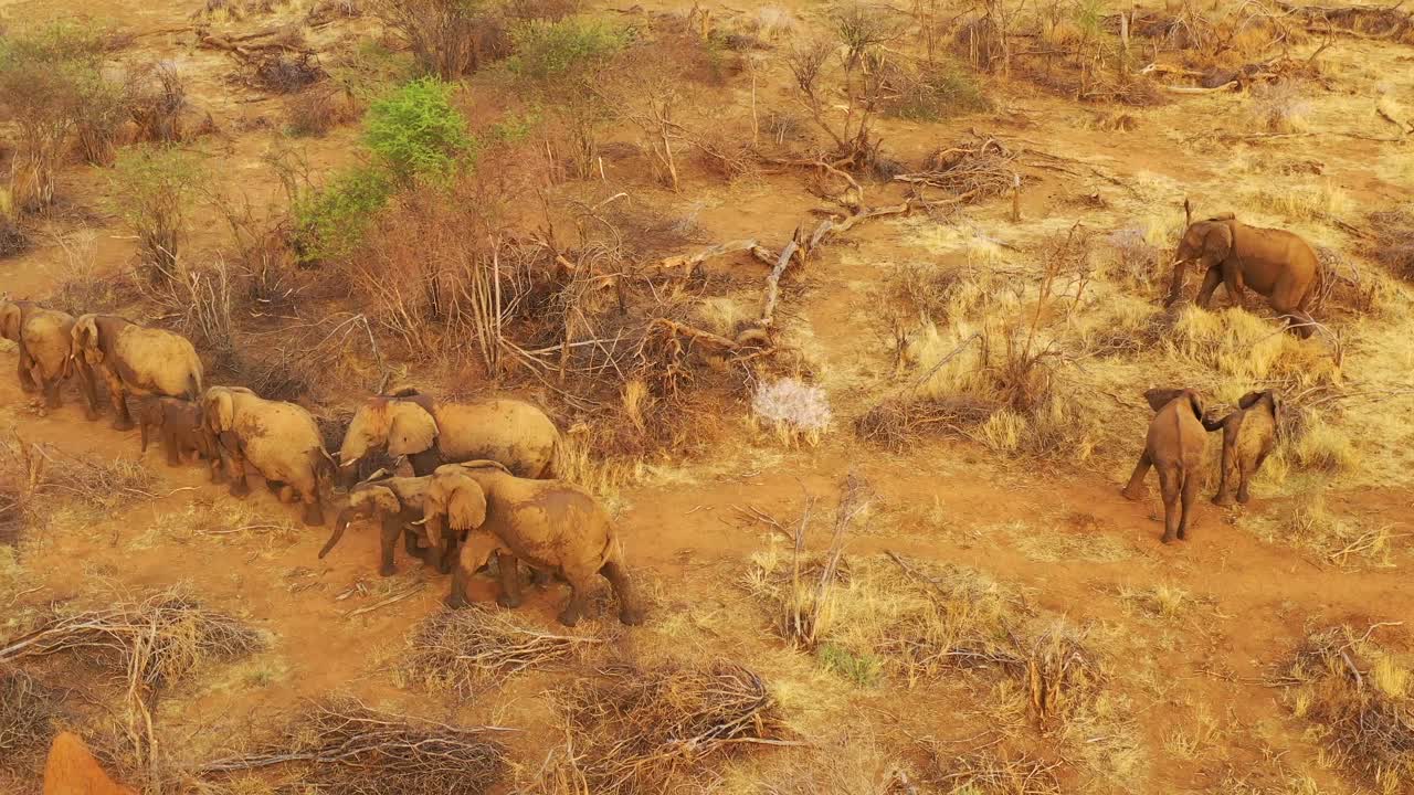 antena de drones sobre una enorme manada familiar de elefantes africanos moviéndose a través del monte y la sabana de áfrica parque erindi namibia 4