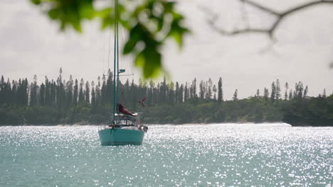 rack focus from leaves to sailboat on calm bay, isle of pines, new caledonia