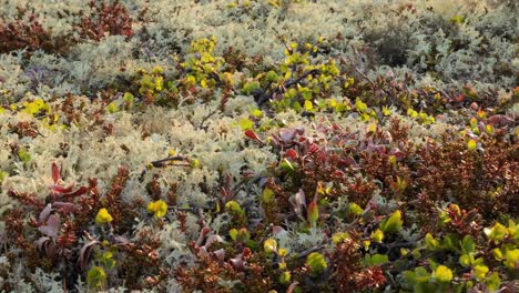 arctic tundra lichen moss close-up. found primarily in areas of arctic tundra, alpine tundra, it is extremely cold-hardy. cladonia rangiferina, also known as reindeer cup lichen.