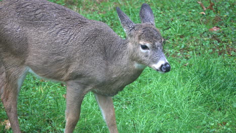 Young-white-tailed-deer-stands-in-rain,-chewing