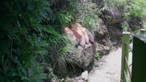 exploring the beautiful places in meghalaya mountain