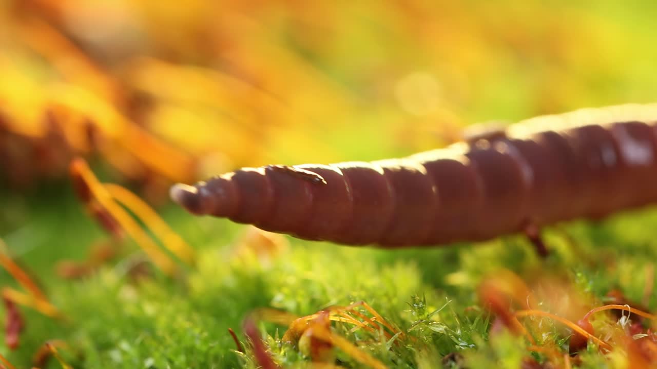 An earthworm is a terrestrial invertebrate that belongs to the class Clitellata, order Oligochaeta, phylum Annelida. They exhibit a tube-within-a-tube body plan.