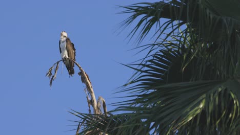 águila-Pescadora-Posada-En-Una-Rama-De-Tiro-Largo