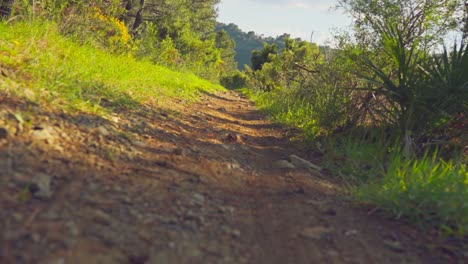 handheld shot near the ground of a dirt trail on the forest