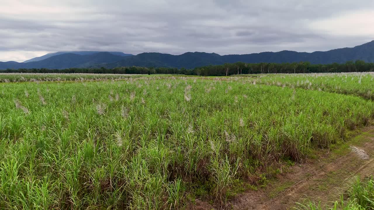 Aerial view of expansive sugarcane fields under overcast skies in Port Douglas, showcasing rural landscapes and distant mountains
