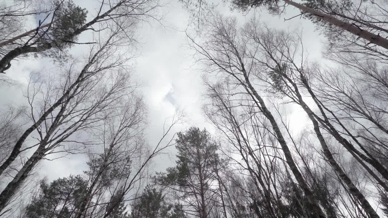 흐린 하늘과 바람에 흔들리는 나무 꼭대기