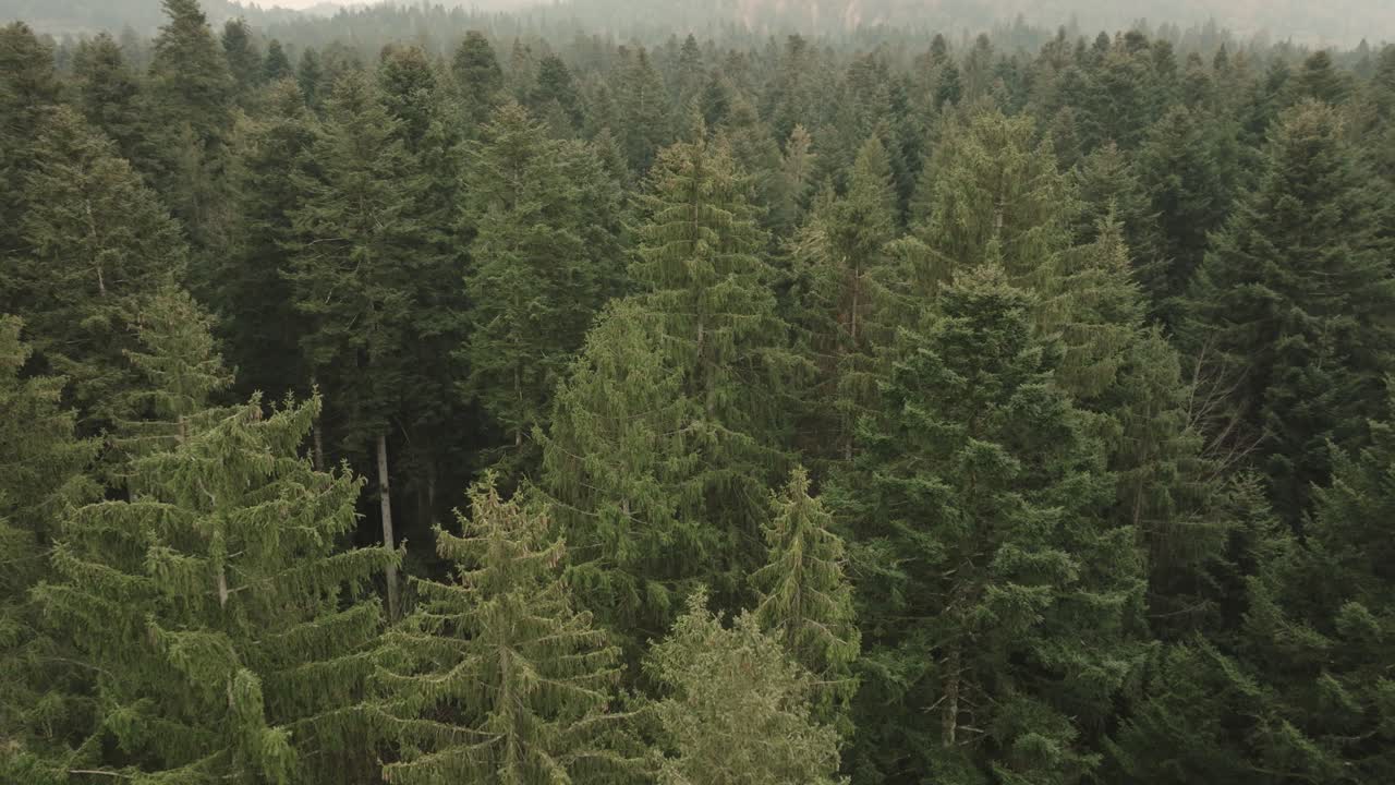 Aerial of a fir tree forest