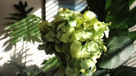 Sunlight-from-Window-Reflects-off-of-Flowers-Creating-Shadows-on-Wall