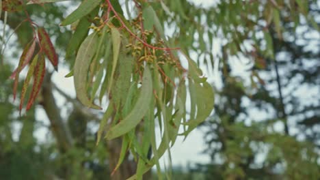 close up footage of dry eucalyptus leaves blowing in the wind, winter time