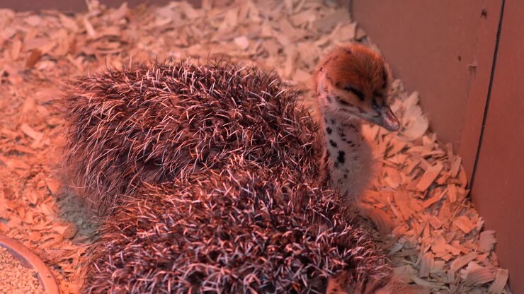 Two week old baby ostriches warming up under a heat lamp