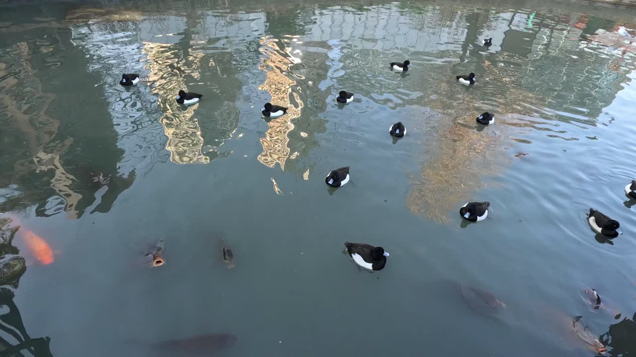 aves acuáticas y peces koi nadando juntos pacíficamente