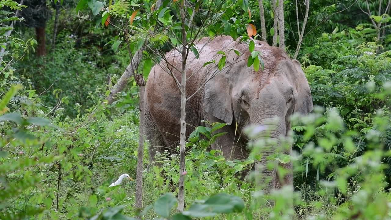 los elefantes asiáticos son especies en peligro de extinción y también son residentes de tailandia