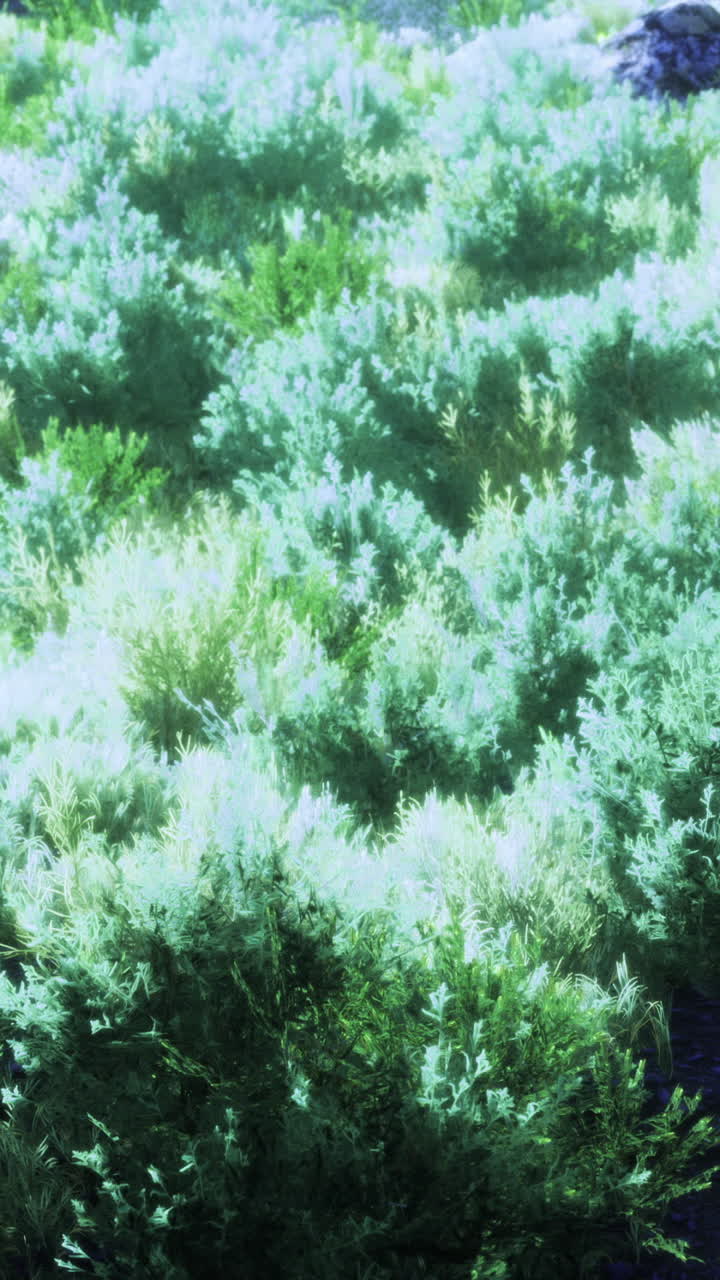 Distesa di artemisia illuminata dal sole con fogliame strutturato e bassa vegetazione.