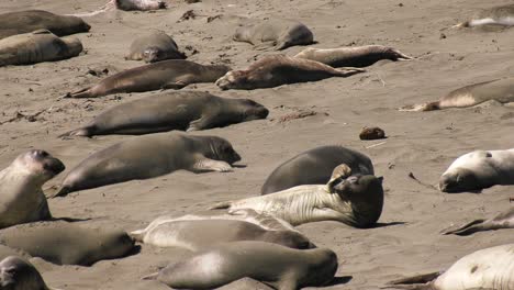 Focas-Siendo-Juguetonas-En-La-Playa-Local