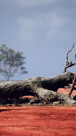 fallen tree in a red dirt field