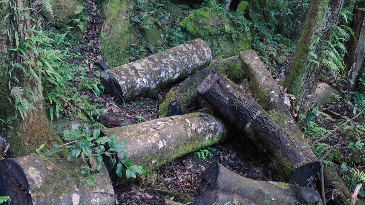 Decaying Cut Tree Trunks In The Forest Of Blue Mountains National Park, New South Wales, Australia. Tracking Shot